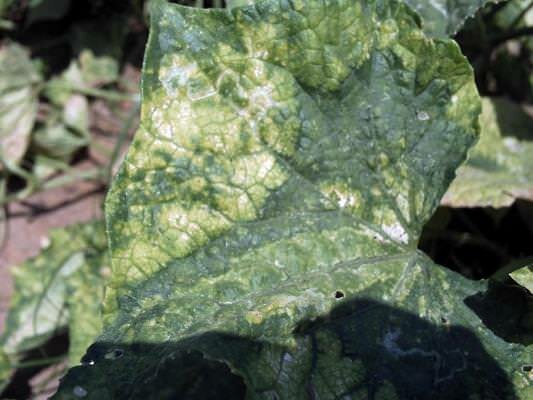 Предотвратить появление паутинного клеща на тепличных огурцах можно при правильном уходе за растениями