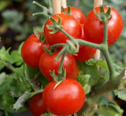 Пересаживая томаты в грунт, следует предварительно прочитать руководство по выращиванию того или иного сорта 