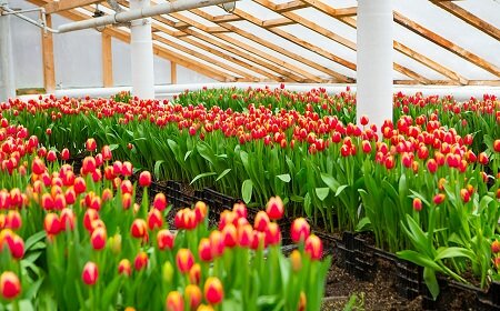 Выращивание тюльпанов в теплице - прибыльный бизнес 