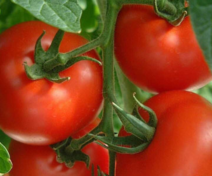 Гибрид «Кострома F1» представляет интерес как для хозяев подсобных участков за отменный вкус и универсальность применения томатов, так и для фермеров за скороспелость и неплохой товарный вид