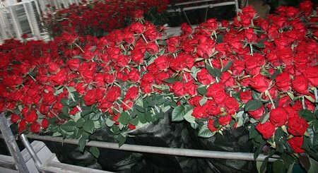 Выращивание роз в теплице - прибыльный бизнес 21 века 