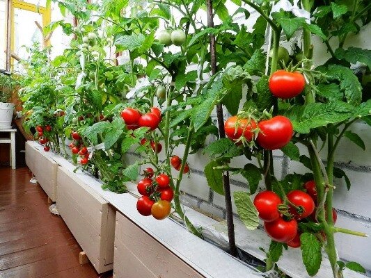 При правильном уходе вырастить вкусные помидоры можно даже на балконе