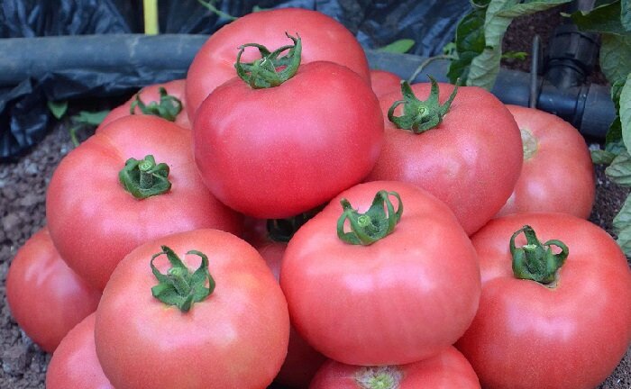 Семена для помидор сибирской селекции выращивают в теплице
