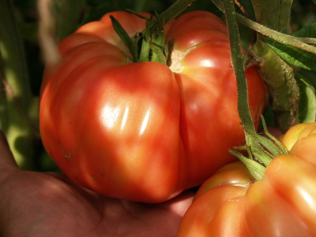 Отзывы о крупных сортах помидоров бывают самыми разными