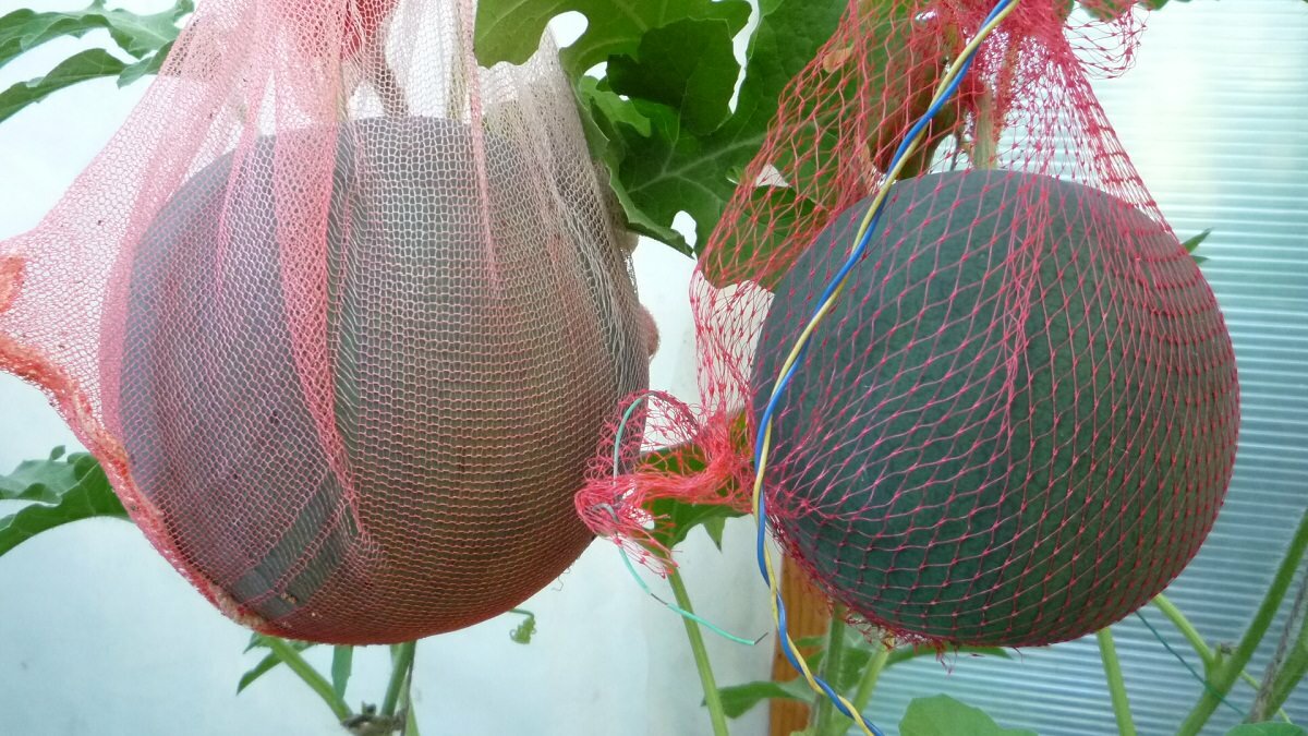 Выращивая арбузы в теплице, следует регулярно выполнять ее проветривание 