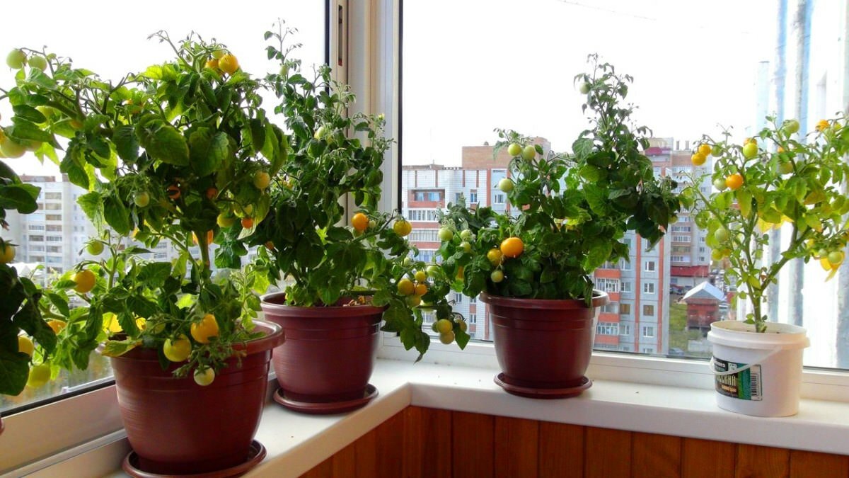 Если вы решили выращивать помидоры на балконе, тогда лучше выбирать низкорослые сорта 