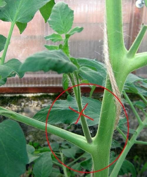 Прищипывание или пасынкование томатов является удалением побегов или пасынков, которые растут из пазух листьев