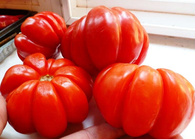 Для того чтобы помидоры Пузата хата порадовали высокой урожайностью, за ними требуется уход
