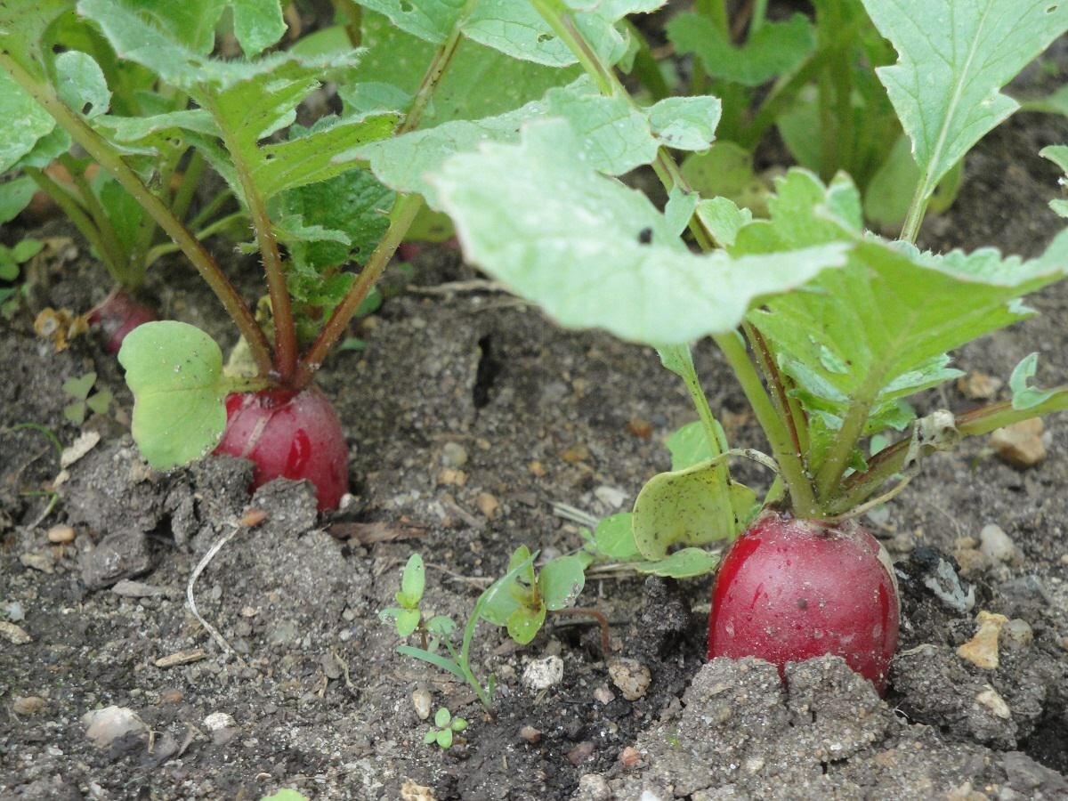 radishes in the ground