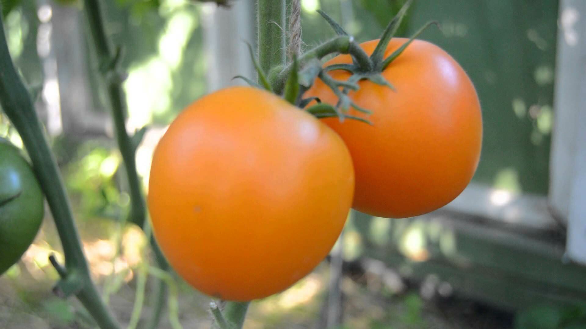 Сорт «Мандаринка» относится к скороспелым сортам томатов