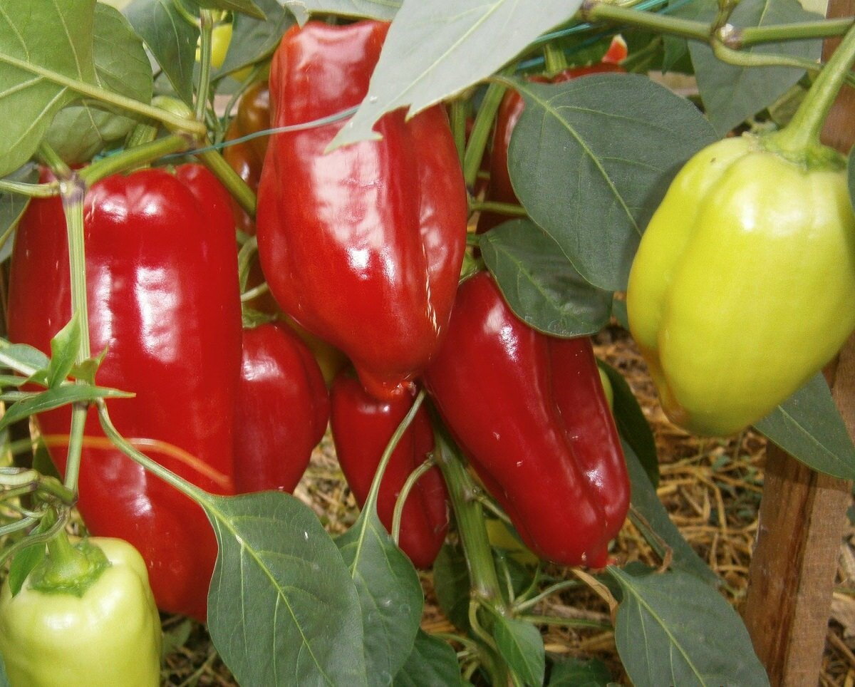 Выбирая определенный сорт перца, стоит учитывать климатические условия местности, в которых он будет выращиваться 