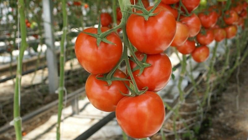 помидоры для сибири в теплице