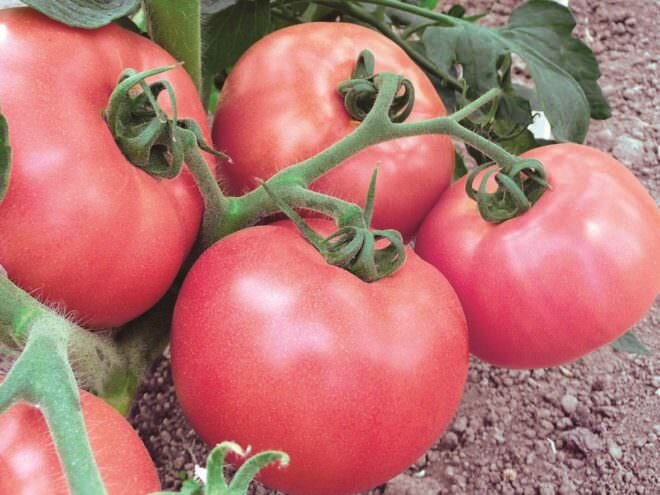 Выращивать в теплицах Урала лучше всего помидоры с устойчивыми генами