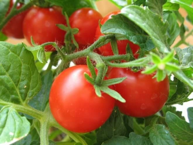 Сорт помидоров «Таня F1» устойчив к различным заболеваниям