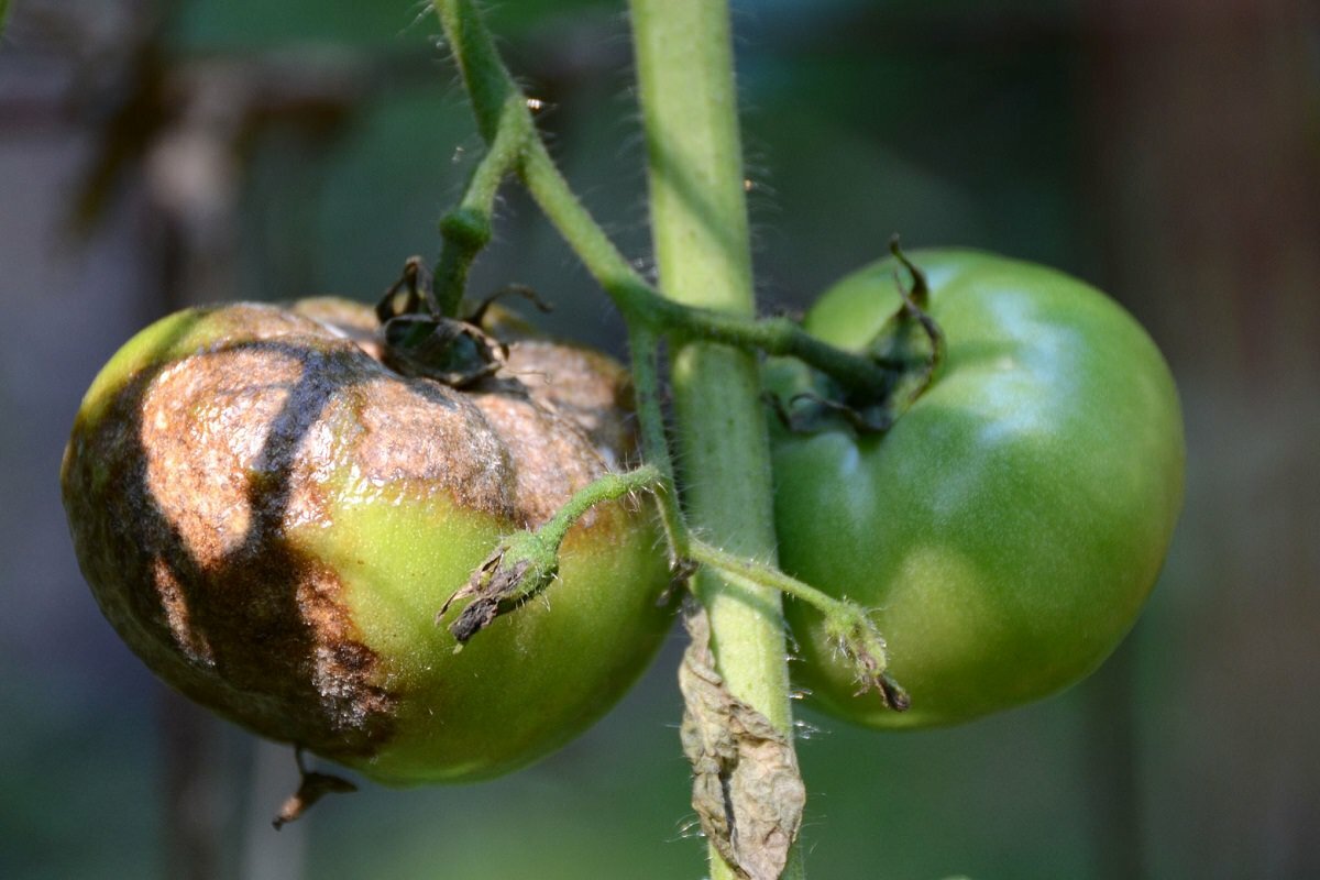 Фитофтора образовывается не только на листках и стебле, но и на самих плодах 