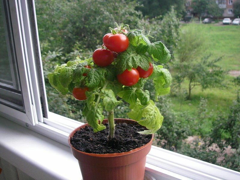 За помидорами ежедневно нужно ухаживать, поливая их и подкрамливая 