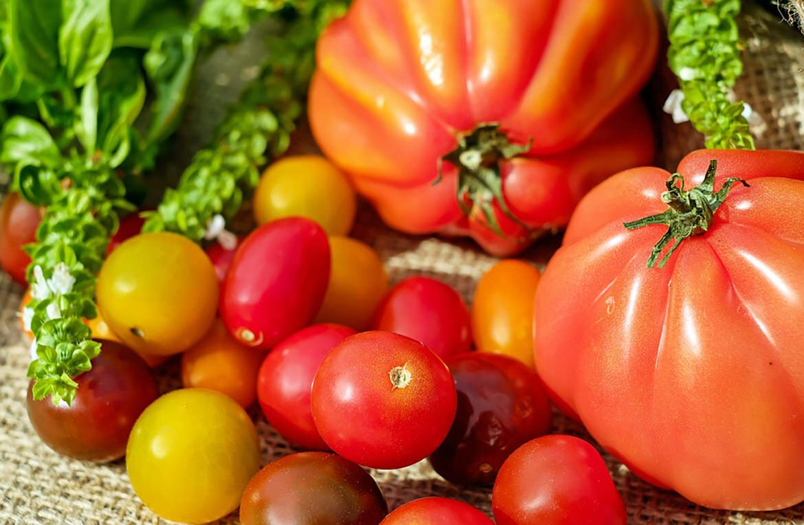 При выборе сортов томатов особое внимание нужно обращать и на климат