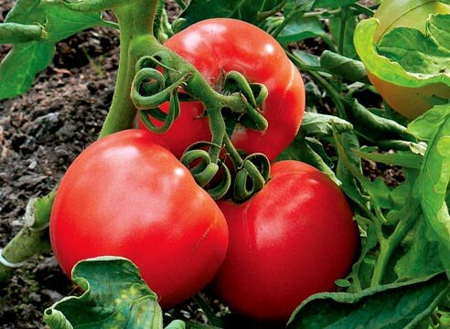 Собирать помидоры в теплице на Урале лучше недоспевшими