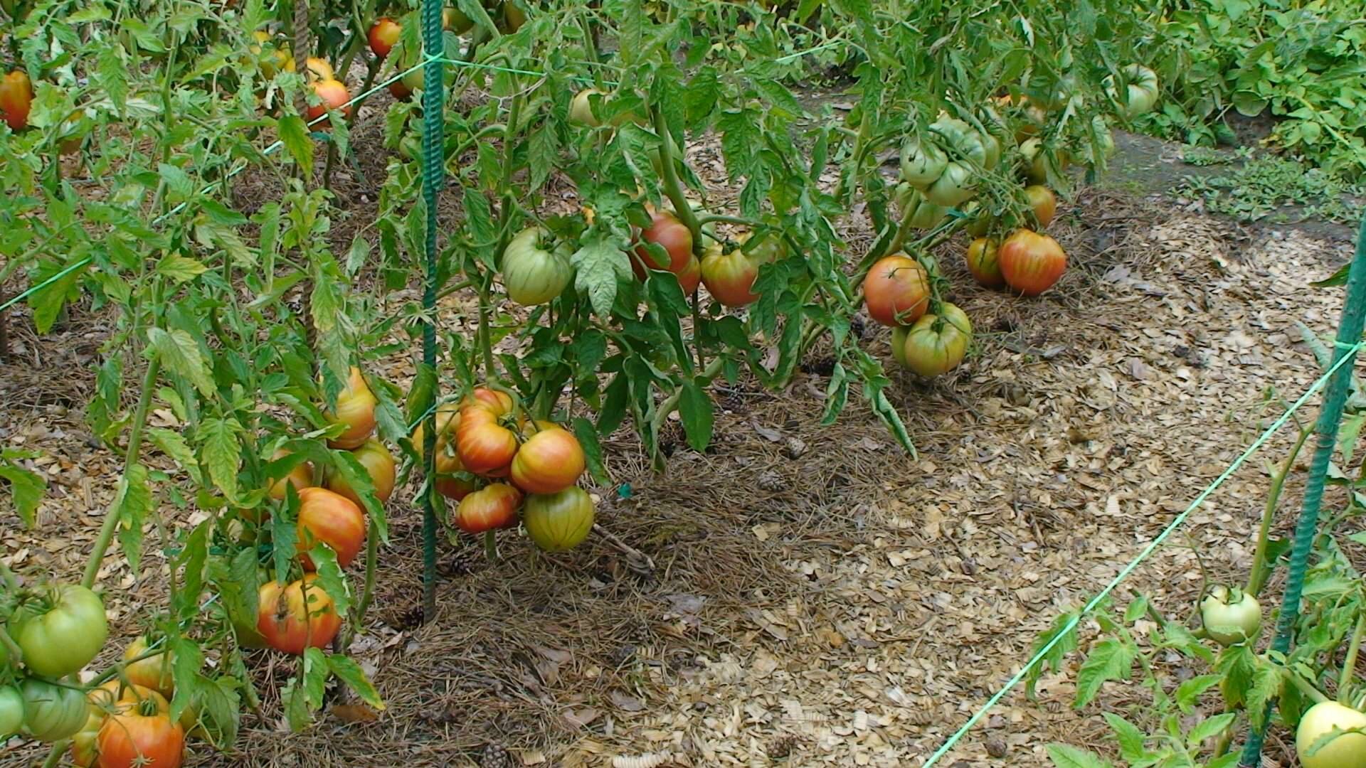 Некоторые сорта томатов не требуют пасынкования