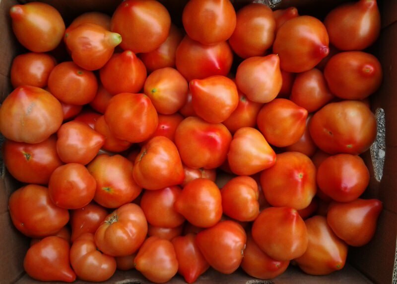 Сорт томатов Большая мамочка будет хорошо храниться в темном и сухом помещении