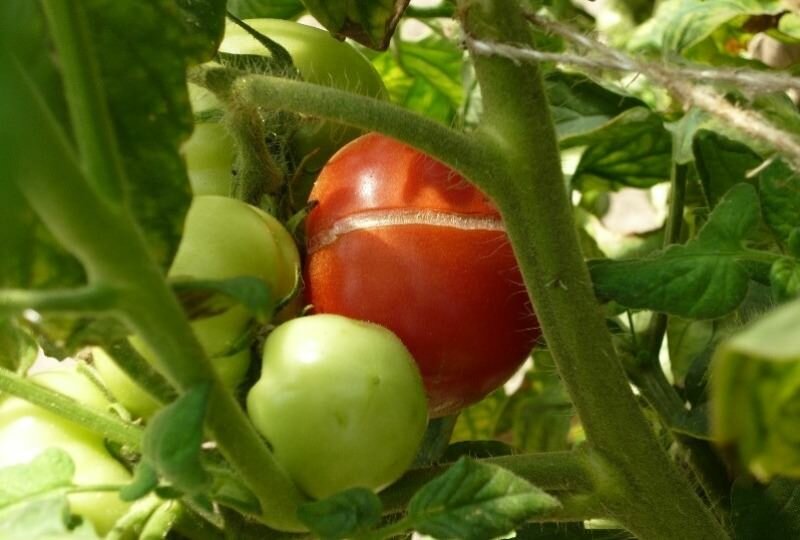 Чтобы помидоры не трескались, необходимо правильно ухаживать за ними на всех этапах роста