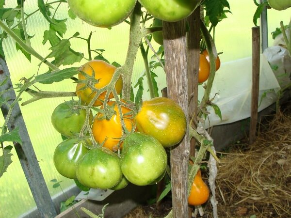 Томат «Желтый трюфель» Цвет помидора желто-оранжевый. Вес одного плода — 100-150 г. Употребляется в салатах, хорош для цельноплодной засолки и в любых видах зимних заготовок. Сорт считается деликатесным