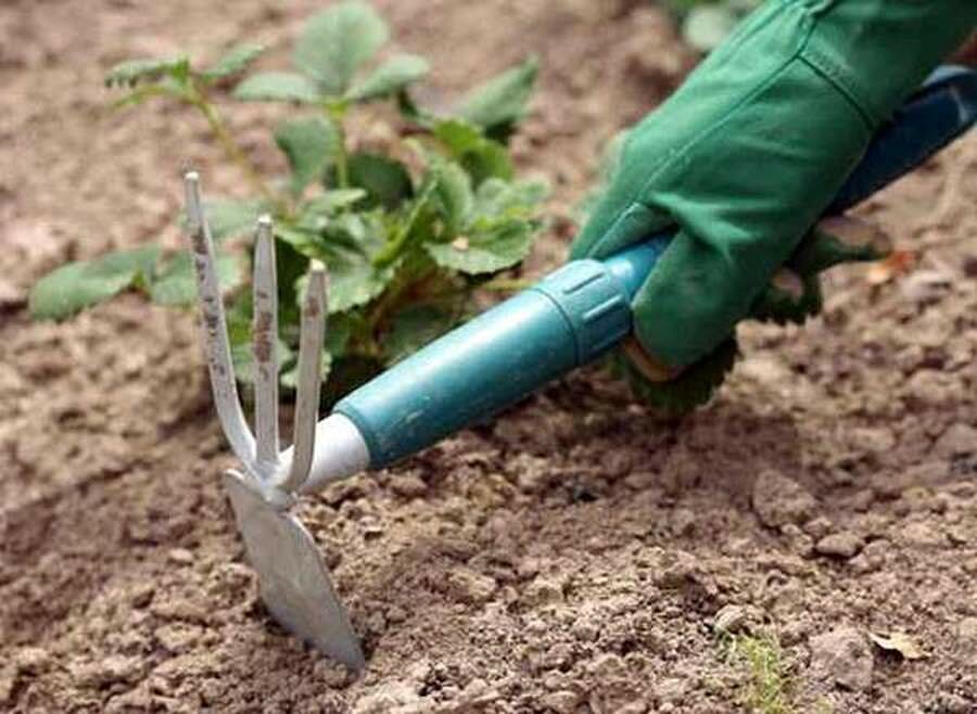 Грибок передаётся с помощью заражённых семян или садового инвентаря, который использовался в заражённой почве и не подвергался дезинфекции