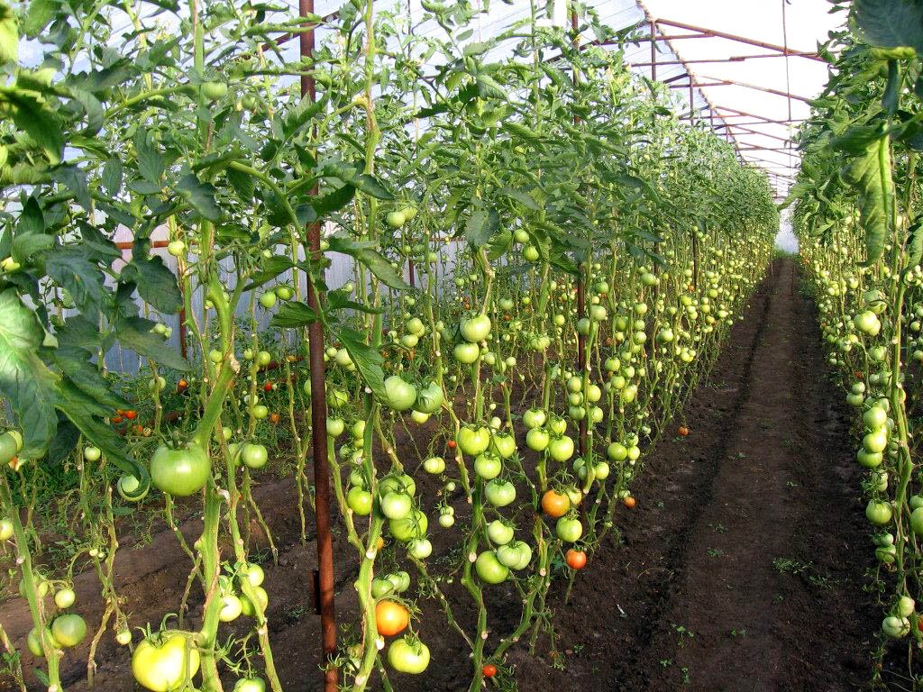 Многие садоводы отмечают, что для открытого грунта лучше выбирать неприхотливые и стойкие сорта томатов