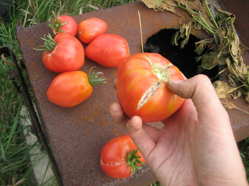 Перепад температуры или влажности могут привести к тому, что помидоры начнут трескаться