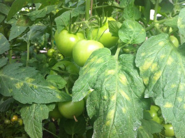 Листья на томатах могут начать желтеть в случае перегрева теплицы
